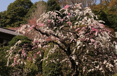 北本市・自然観察園
