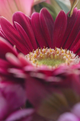 春の花