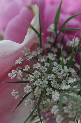 春の花