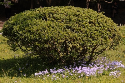 日比谷公園　