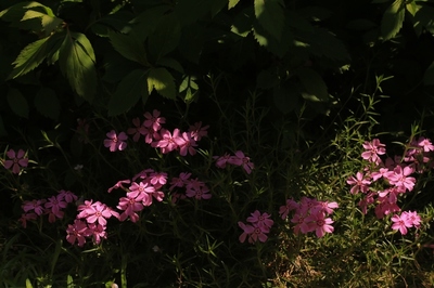 春の花　（2018.4.20）