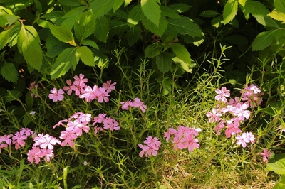 春の花