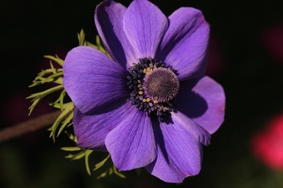 春の花