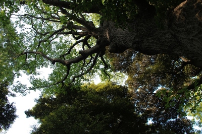 旧古河庭園