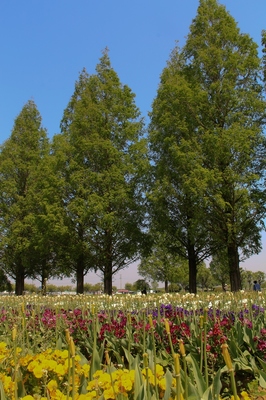 柏市・あけぼの山公園　（2018.4.22）
