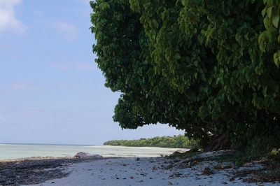 沖縄西表島　