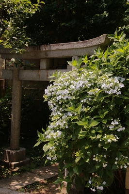 高円寺の寺社