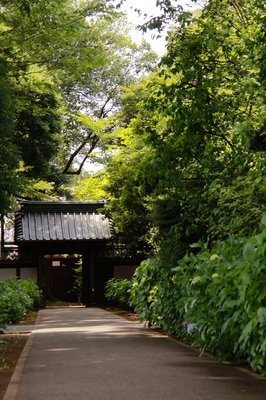 高円寺の寺社