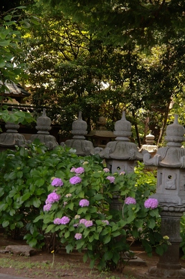 高円寺の寺社