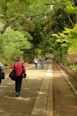 大宮氷川神社参道　（2018.7.7）