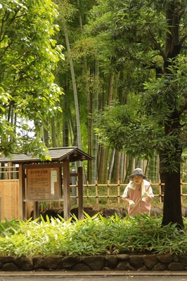 大宮氷川神社参道