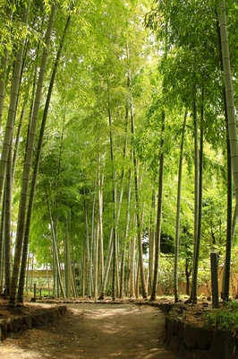 大宮氷川神社参道