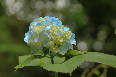 大宮公園