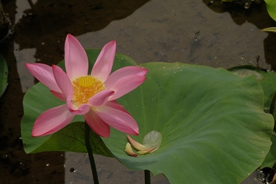 東松山市吉見　百穴湖