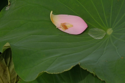 東松山市吉見　百穴湖