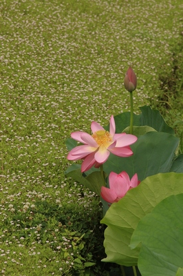 東松山市吉見　百穴湖