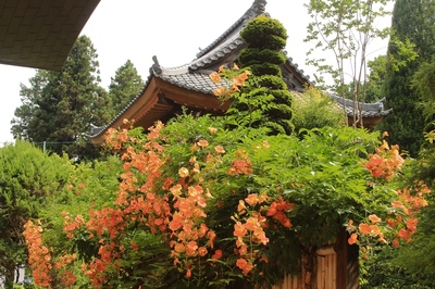長野上田市・安楽寺　（2018.7.22）
