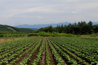 群馬・嬬恋村