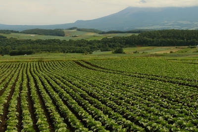 群馬・嬬恋村