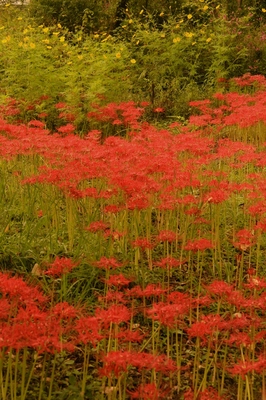 栃木・花之江の郷