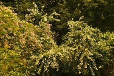 栃木・花之江の郷