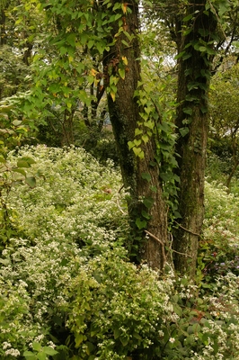 栃木・花之江の郷