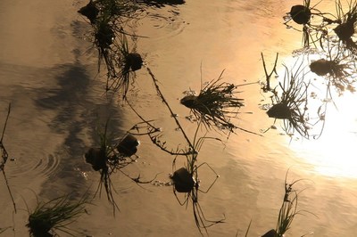川口市芝川