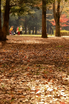 代々木公園