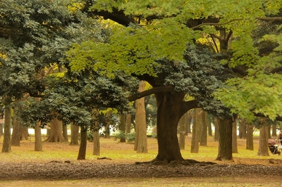 代々木公園