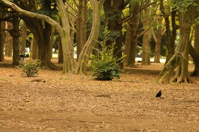 代々木公園