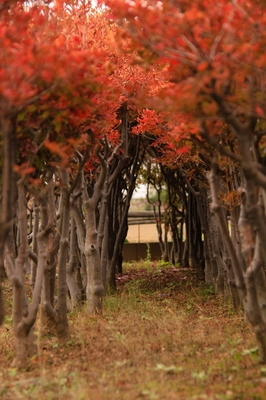 川口市江戸袋
