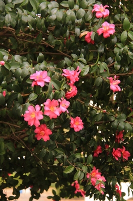 川口市江戸袋