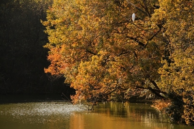 武蔵丘陵森林公園