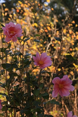 武蔵丘陵森林公園