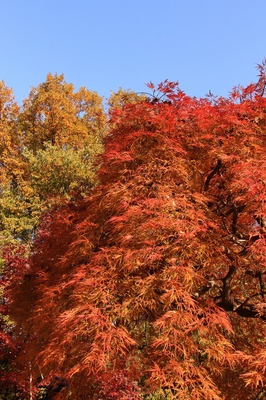 武蔵丘陵森林公園