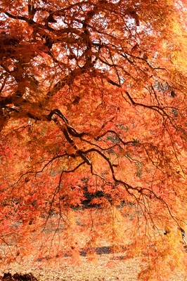 武蔵丘陵森林公園