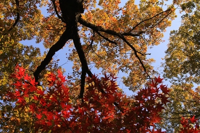 武蔵丘陵森林公園