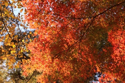 武蔵丘陵森林公園