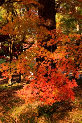 武蔵丘陵森林公園