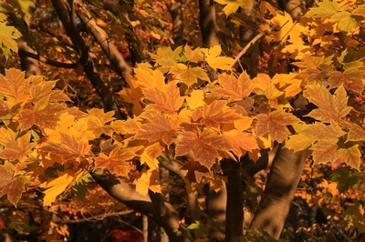 武蔵丘陵森林公園