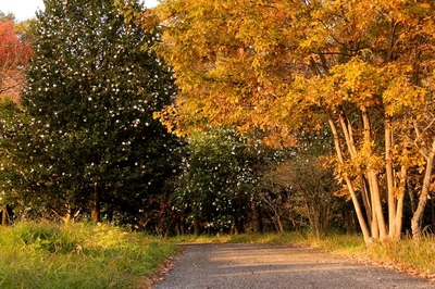 武蔵丘陵森林公園