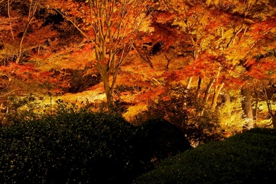 武蔵丘陵森林公園