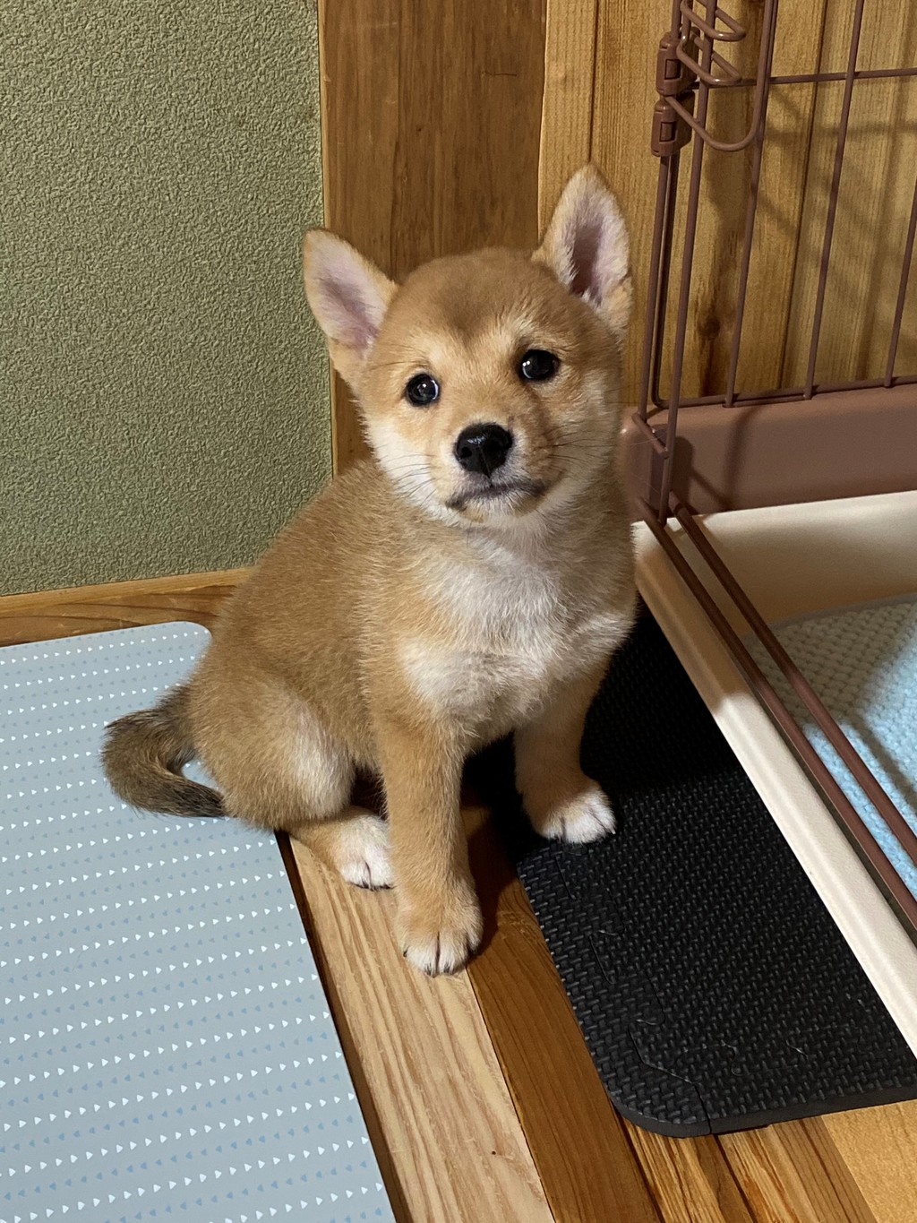 巣立った仔犬たち - 柴犬・豆柴専門ブリーダー くつかけ荘
