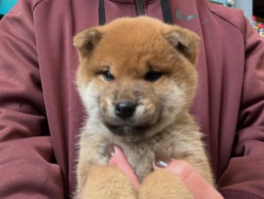 柴犬子犬情報 - 柴犬・豆柴専門ブリーダー くつかけ荘