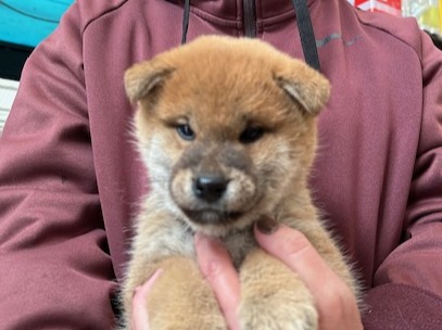 柴犬子犬情報 - 柴犬・豆柴専門ブリーダー くつかけ荘