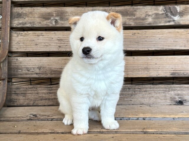 豆柴子犬情報 - 柴犬・豆柴専門ブリーダー くつかけ荘