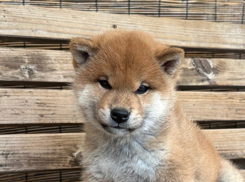 柴犬子犬情報 - 柴犬・豆柴専門ブリーダー くつかけ荘