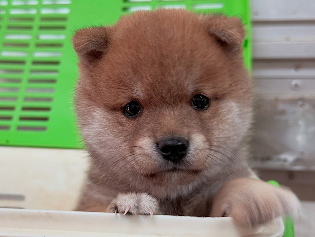 豆柴子犬情報 - 柴犬・豆柴専門ブリーダー くつかけ荘