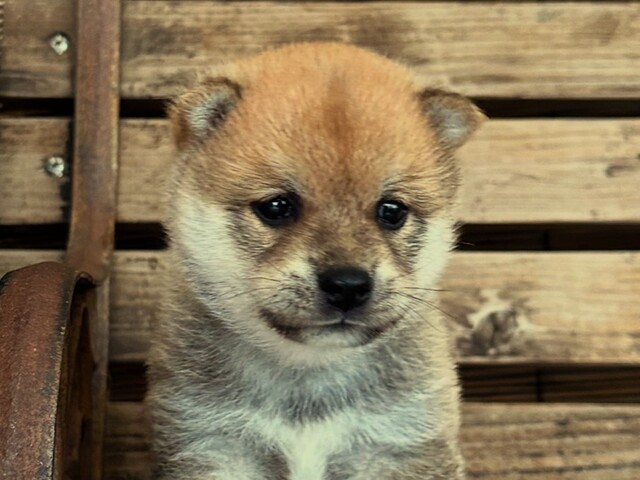 豆柴子犬情報 - 柴犬・豆柴専門ブリーダー くつかけ荘