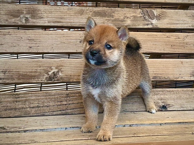 豆柴子犬情報 - 柴犬・豆柴専門ブリーダー くつかけ荘